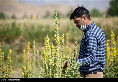 مزرعه گیاهان دارویی - کرمانشاه