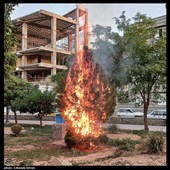 آتش گرفتن درخت کنار بلوار در اثر بی احتیاطی