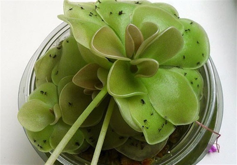 5 راهکار برای از بین بردن پشه سیاه گلدان