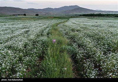 مزارع گشنیز در سلسله و دلفان