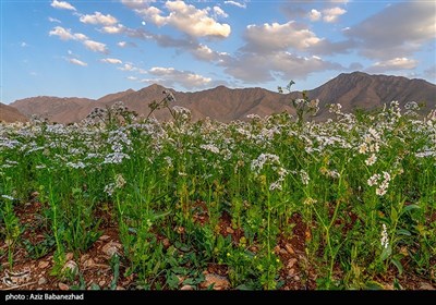 مزارع گشنیز در سلسله و دلفان