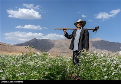 مزارع گشنیز در سلسله و دلفان