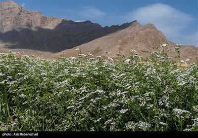 مزارع گشنیز در سلسله و دلفان