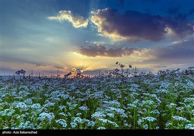 مزارع گشنیز در سلسله و دلفان