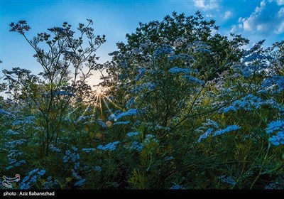 مزارع گشنیز در سلسله و دلفان