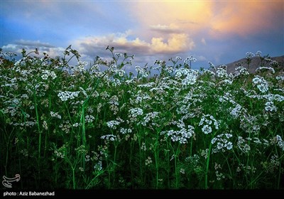 مزارع گشنیز در سلسله و دلفان