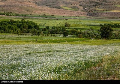 مزارع گشنیز در سلسله و دلفان