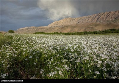 مزارع گشنیز در سلسله و دلفان