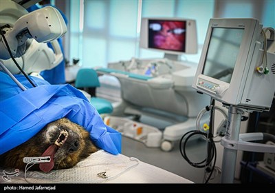 اولین عمل جراحی رباتیک از راه دور ایران و تست حیوانی ربات بومی سازی شده جراحی از راه دور سینا ساخت متخصصان ایران 