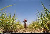 مبارزه با علف‌های هرز 140 هکتار از مزارع گندم و جو شهرستان زاهدان