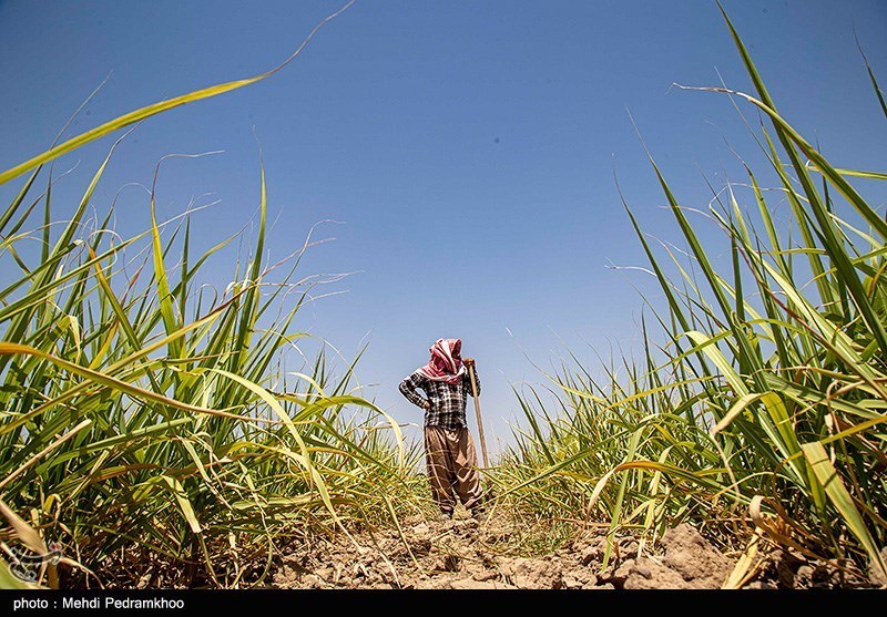 مبارزه با علف‌های هرز 140 هکتار از مزارع گندم و جو شهرستان زاهدان