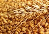 140 هزار تن گندم در استان گلستان خریداری شد