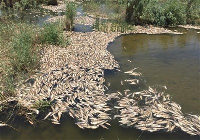  مرگ نامشخص ماهیان در رودخانه گاماسیاب /احتمال ورود بیش از حد مواد آلی و شیمیایی به رودخانه 