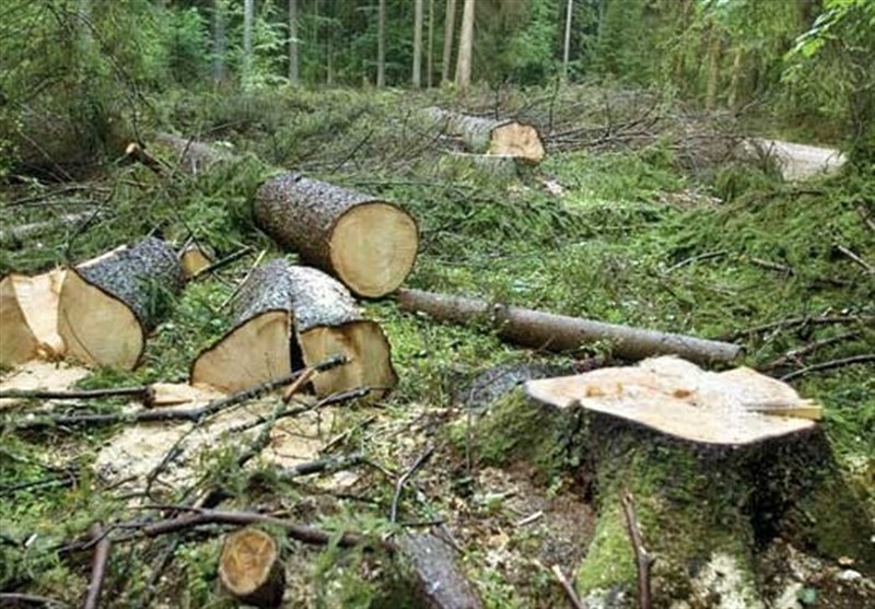 دوستداران محیط زیست: ساخت تله‌کابین در جنگل ناهارخوران را متوقف کنید