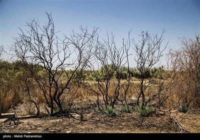 مرگ تدریجی حیات وحش در هورالعظیم