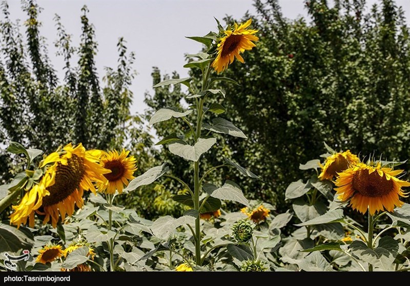 خرید تضمینی آفتابگردان در کالپوش