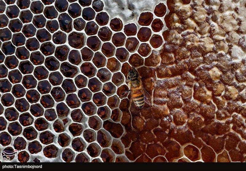 پرورش زنبور عسل در مراتع استان خراسان شمالی به روایت تصویر