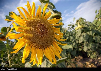 مزرعه آفتابگردان در کرمانشاه