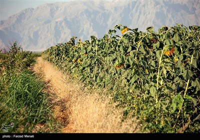 مزرعه آفتابگردان در کرمانشاه