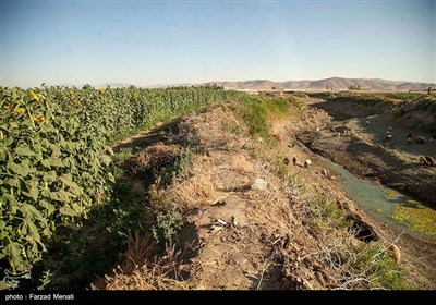 مزرعه آفتابگردان در کرمانشاه