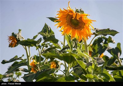 مزرعه آفتابگردان در کرمانشاه