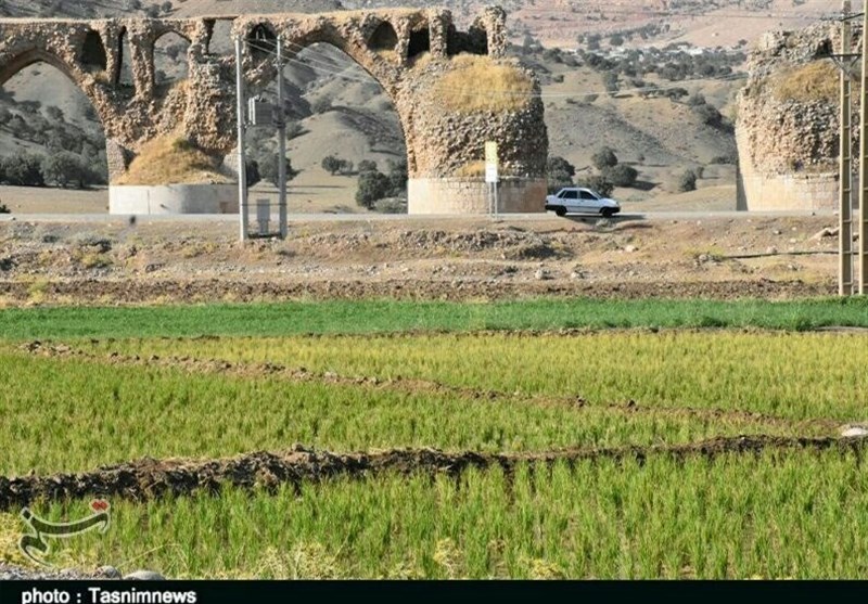 برنج‌کاری در جوار رودخانه خشک شده کشکان به روایت تصویر