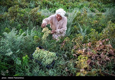 برداشت انگور از تاکستان های غزاویه