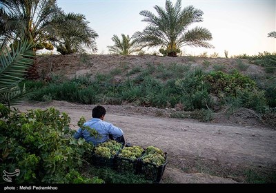 برداشت انگور از تاکستان های غزاویه