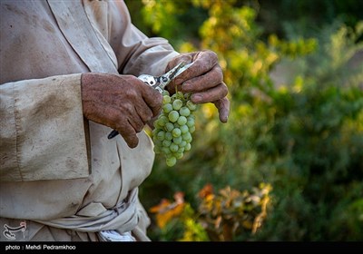 برداشت انگور از تاکستان های غزاویه