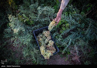 برداشت انگور از تاکستان های غزاویه