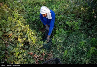 برداشت انگور از تاکستان های غزاویه