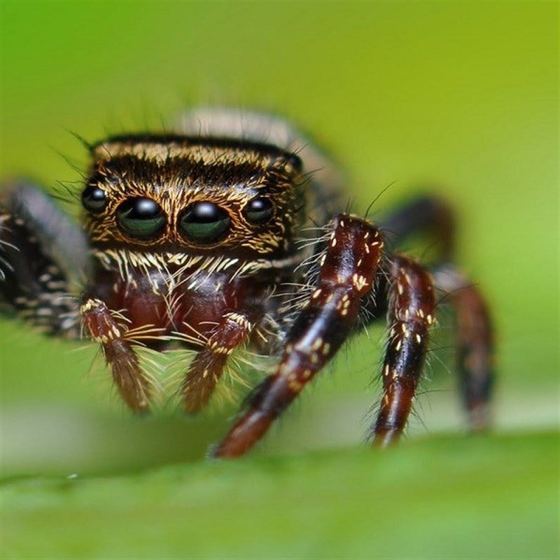 The most frequently asked questions about keeping jumping spiders: Here you  will find the answers! - Insektenliebe