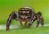 Jumping Spiders Seem to Have a Cognitive Ability Only Previously Found in Vertebrates