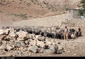 دستگیری 213 سارق احشام/کشف 266 گاو و گوسفند