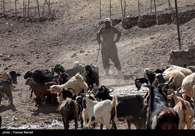 بسیاری از احشام این منطقه در طی روز حتی از استفاده یک وعده آب محروم هستند و این چشمه توانایی تامین تنها یک‌هزار راس دام را دارد.