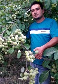 نکاتی راجع به خرید نهال گردو که شما نمیدانید؟