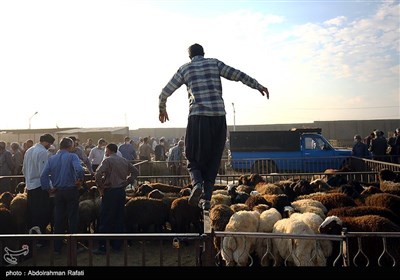 بازار فروش دام در آستانه عید قربان درهمدان