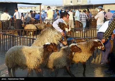 بازار فروش دام در آستانه عید قربان درهمدان