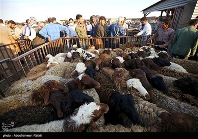 بازار فروش دام در آستانه عید قربان درهمدان