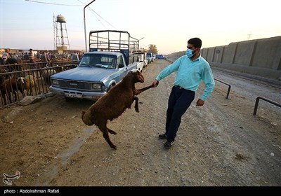 بازار فروش دام در آستانه عید قربان درهمدان