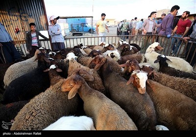 بازار فروش دام در آستانه عید قربان درهمدان