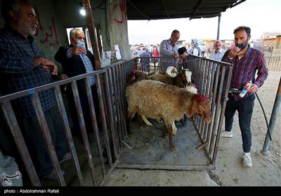 بازار فروش دام در آستانه عید قربان درهمدان