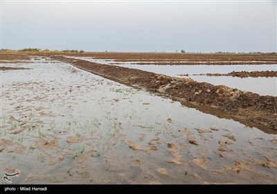 رهاسازی آب بصورت موقت صورت گرفته و در جاهایی کشاورزان حاشیه سوسنگرد توانستند به آب دسترسی پیدا کنند