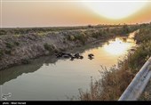 رهاسازی 100 میلیون مترمکعب آب سدهای دز و کارون برای نجات نخیلات