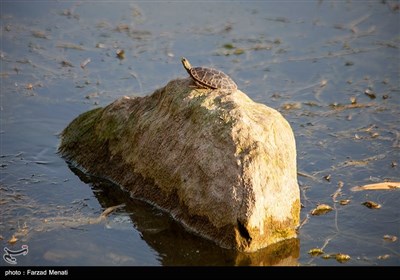 مرگ تدریجی تالاب بین المللی هشیلان