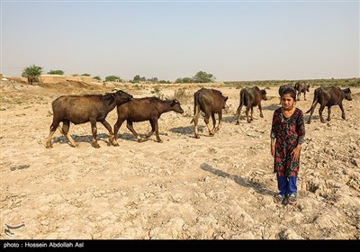 بحران آب در روستاهای شهرستان حمیدیه - خوزستان