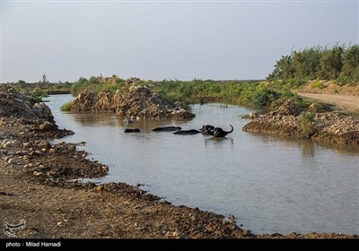 رسیدن آب به دحیماوی و رفیع - خوزستان