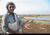 گزارش تسنیم از جاری شدن مجدد مایه حیات در دشت آزادگان/ آب رسید؛ ضرر کشاورزان را چه کسی جبران میکند؟ + فیلم