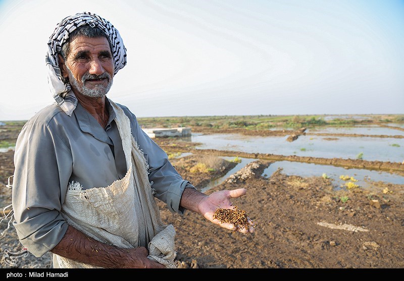 گزارش تسنیم از جاری شدن مجدد مایه حیات در دشت آزادگان/ آب رسید؛ ضرر کشاورزان را چه کسی جبران می‌کند؟ + فیلم