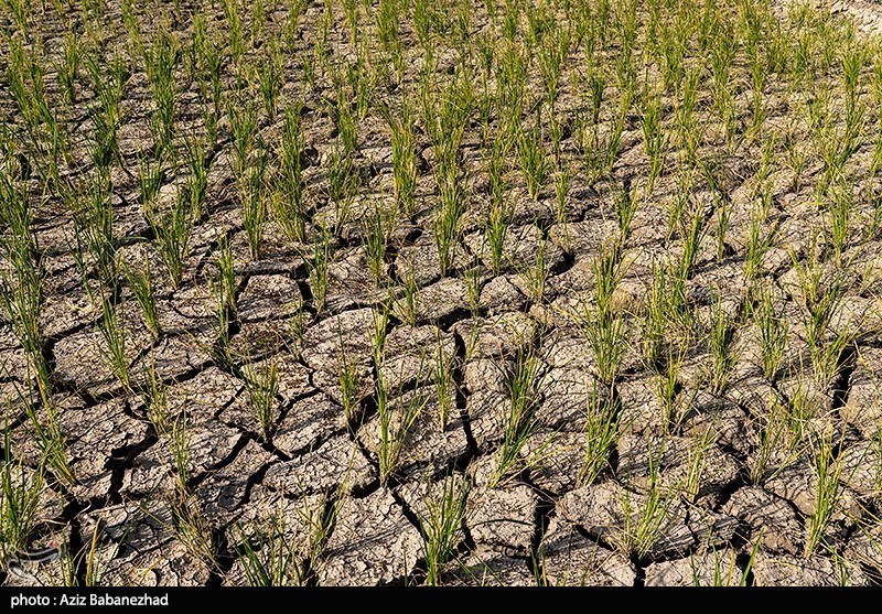 خسارت خشکسالی به محصولات زراعی استان لرستان